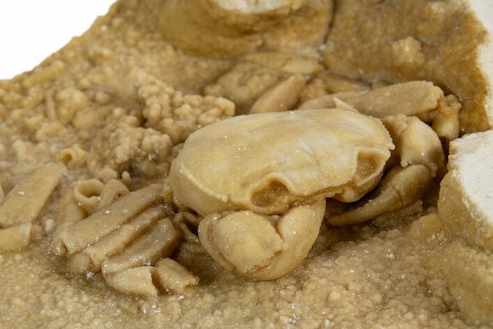 Fossil Crab (Potamon) Preserved in Travertine - Turkey #315131